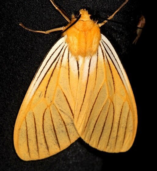 a684-Black-veined-yellow-Pseudischnocampa-nervosa-Rio-Quijos-Eco-Lodge-Ecuador-10-13-22