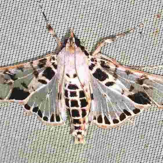 a691-Sumaco-Lodge-Ecuador-10-10-22