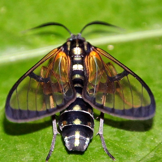 a749.1-Trichura-cerberus-Apuya-Ecuador-10-5-22-190