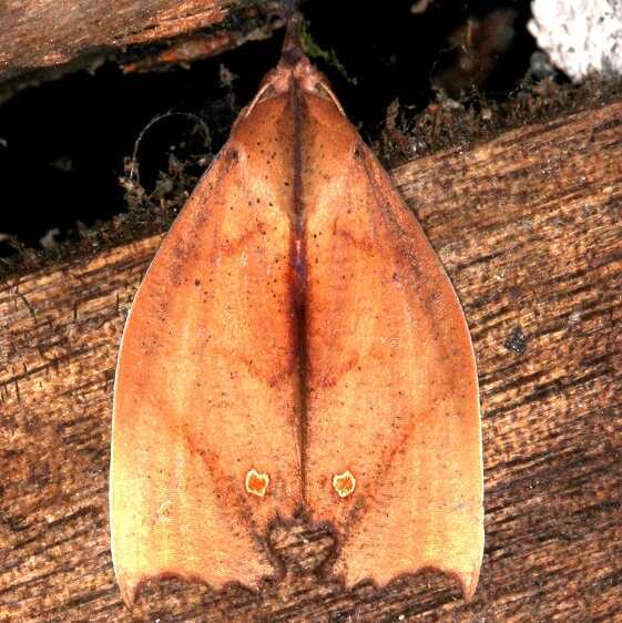 a862-Sumaco-Lodge-Ecuador-10-8-22