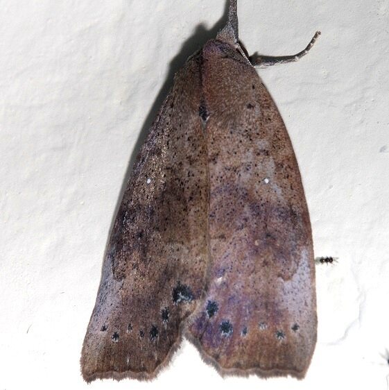 a864-Sumaco-Lodge-10-8-22