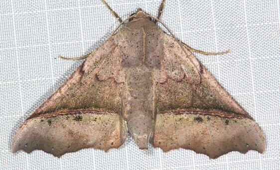a865-Sumaco-Lodge-Ecuador-10-10-22