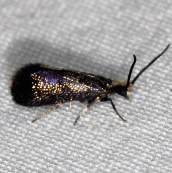 0001 Goldcap Moss-eater Moth Oscar Scherer St Pk Fl 2-28-17_opt