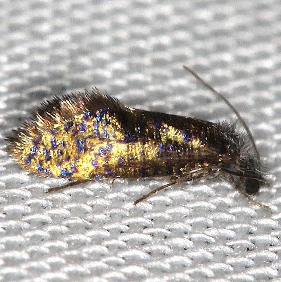 0003 Chinquapin Leaf-miner Moth Carter Cave St Pk Ky 4-23-13