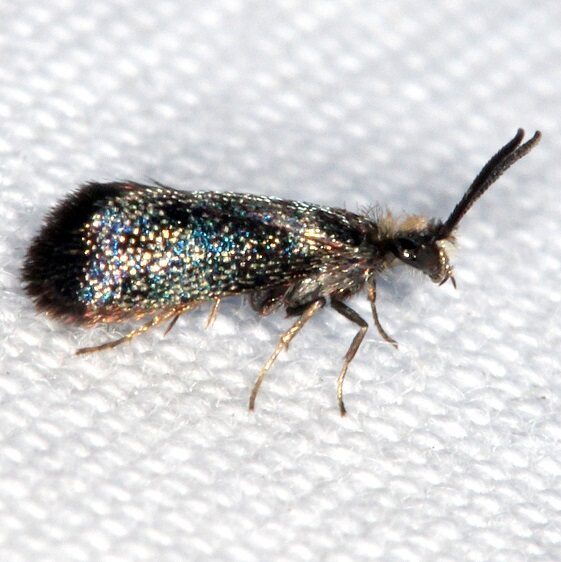 0013.1-Eriocraniella-mediabulla-Paynes-Prairie-St-Pk-Fl-2-23-22