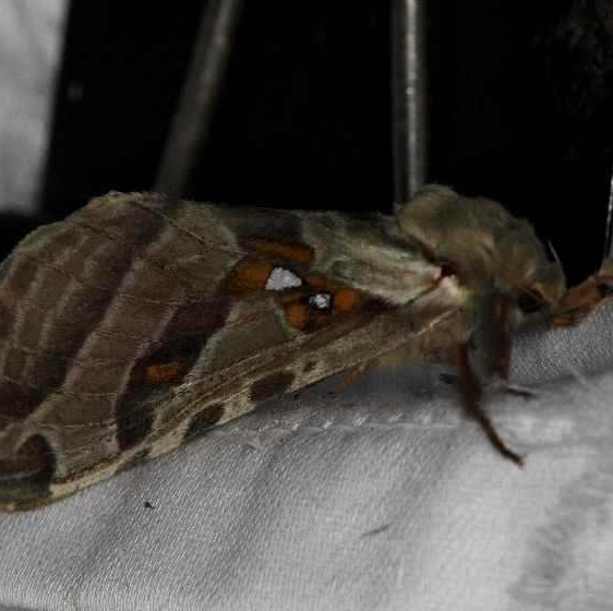0018 Silver-spotted Ghost Most Thunder Lake Mich UP 6-22-13