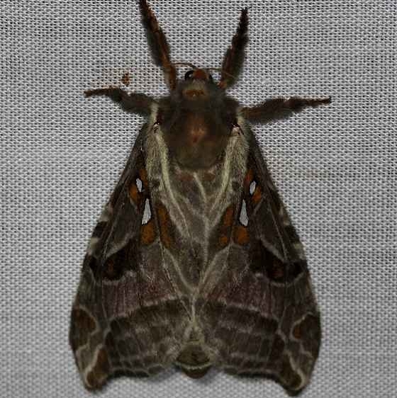 0018 Silver-spotted Ghost MothThunder Lake Mich UP 6-25-13