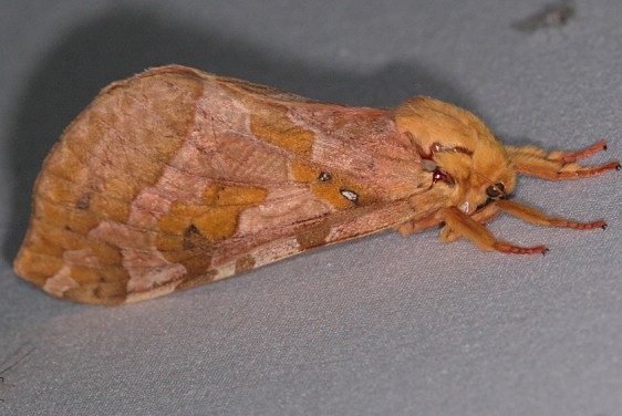 0019 Four-spotted Ghost Moth Ash Rapids Lodge Lake of the Woods Ont 7-25-17 (20)_opt