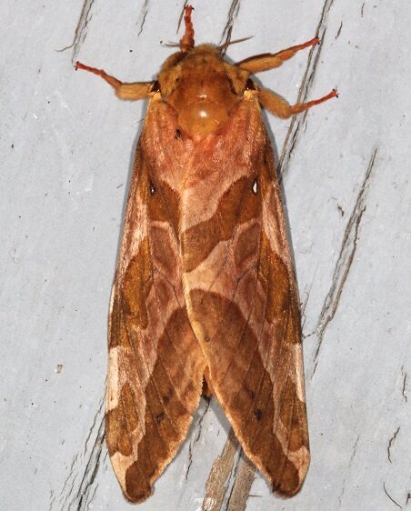 0019-Four-spotted-Ghost-Moth-Goose-Bay-Camp-Lac-Seaul-Canada-7-28-22