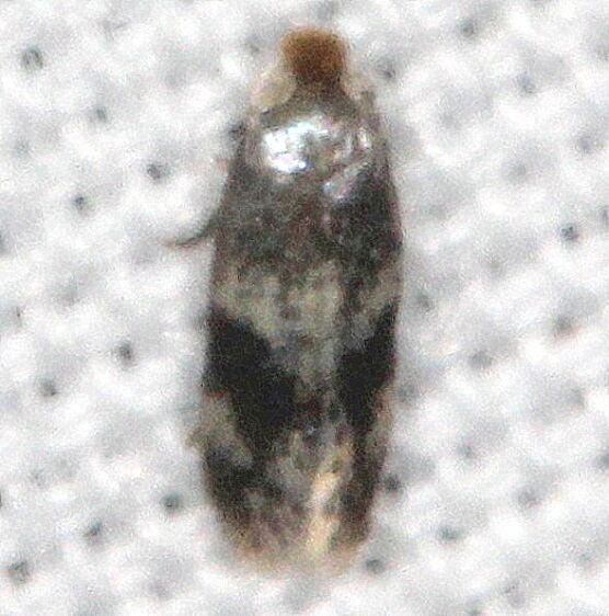 0038.97 Unidentified Etainia BG-Bear-IslandBig Cypress Preserve Fl 3-3-22