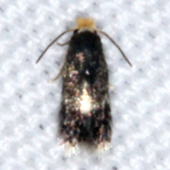 0045 Ectoedemia similella yard 8-5-15