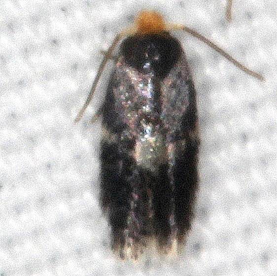 0045 Ectoedemia similella  yard 7-24-20