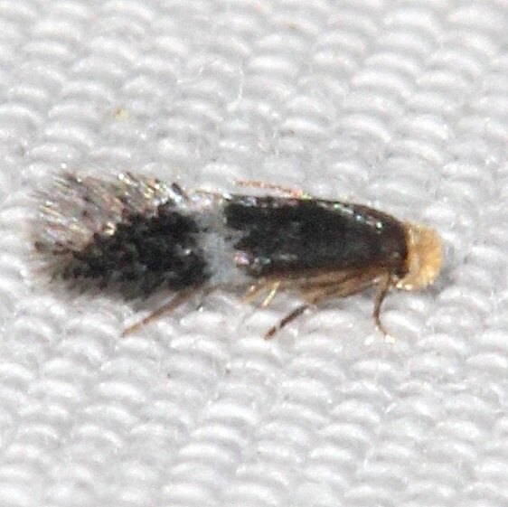 0046 Ectoedemia virgulae BG Cypress Glenn Silver Lake Fl 3-21-23