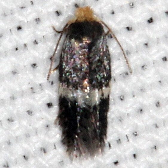 0046-Ectoedemia-virgulae-BG-Cypress-Glenn-Silver-Lake-Fl-3-21-23-2
