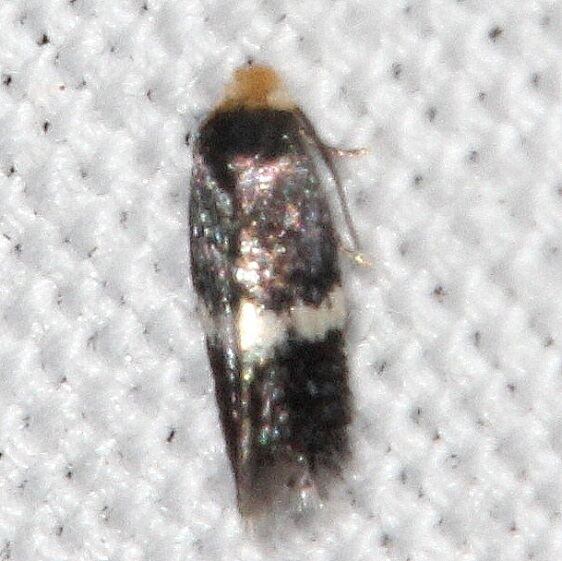0048 Ectoedemia rubifoliella BG-Cypress Glenn Silver Lake Fl 3-21-23