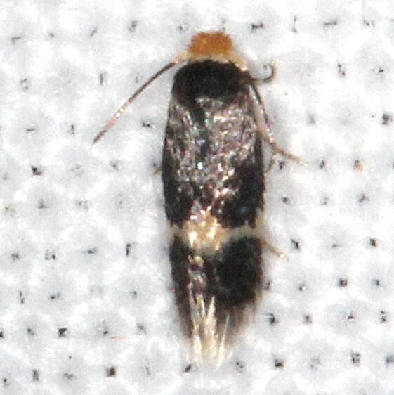 0050 Ectoedemia nyssaefoliella Paynes Prairie St Pk Fl 3-8-23
