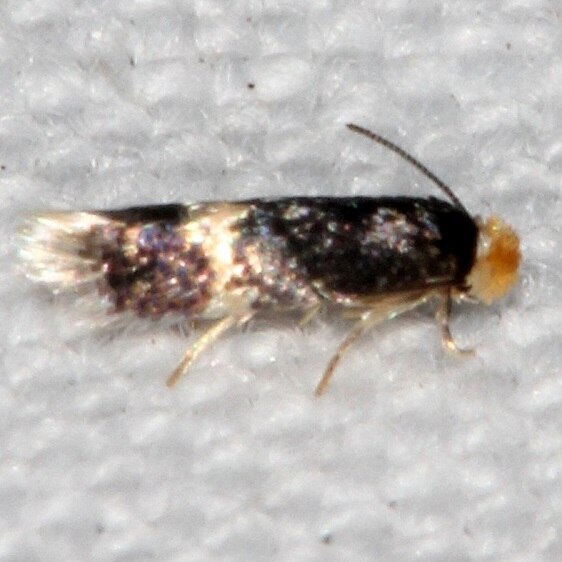0050-Ectoedemia-nyssaefoliella-PPaynes-Prairie-St-Pk-Fl-3-8-23-2