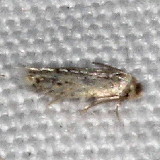 0053-Zimmermannia-obrtella-tentative-yard-7-9-20-29_opt