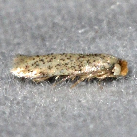 0053 Zimmermannia obrutella Burr Oak St Pk at cabins  6-27-14 (82)_opt
