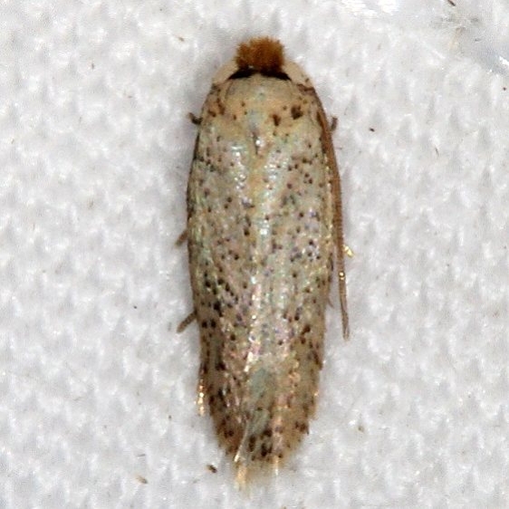 0053 Zimmermannia obrutella  Oscar Scherer St Pk Fl 2-27-17 (80)_opt
