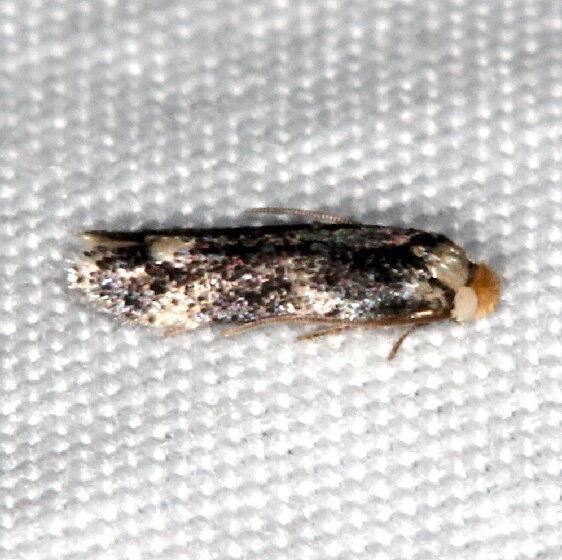 0058-Zimmermannia-mesoloba-BG-ya