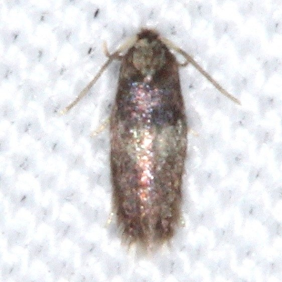 0058.97 Unidentified Ecdoedomia Moth yard 9-5-15