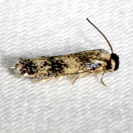 0058.97 Unidentified Ectoedemia A Kissimmee Prairie St Pk 3-16-13