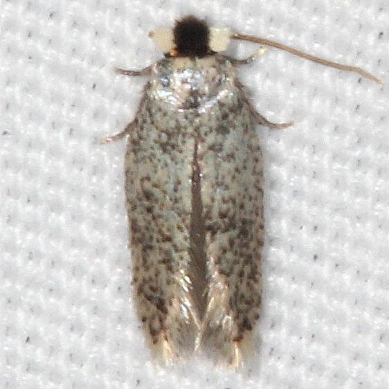 0058.97 Unidentified Ectodoemia BG Cabin-14 Shawnee St Pk 7-1-20
