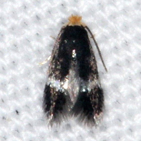 0058.97-Unidentified-Ectodoemia-Moth-Burr-Oak-St-Pk-at-cabinsa-6-27-14-53_opt.jpg