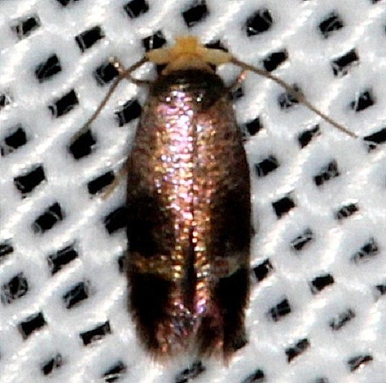 0058.97 Unidentified Ectoedemia Moth Hidden lake Everglades 2-18-14