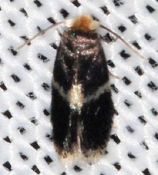 0058.97 Unidentified Ectoedemia Moth Lake of the Woods Ontario 7-20-16 (131a)_opt