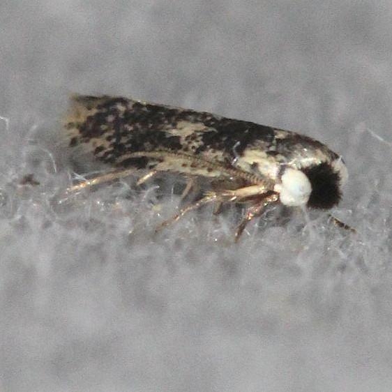 0058.97 Unidentified Ectoedemia Moth yard 6-2-13