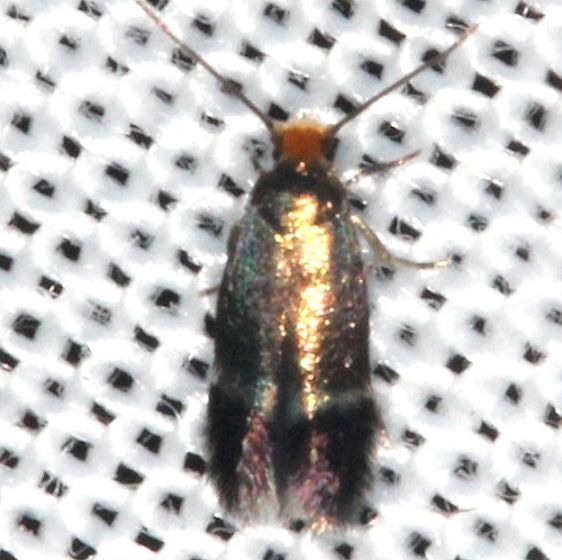 0058.97 Unidentified Ectoedemia Moth yard 7-31-13