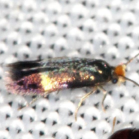 0058.97 Unidentified Ectoedemia Moth yard 7-31-13