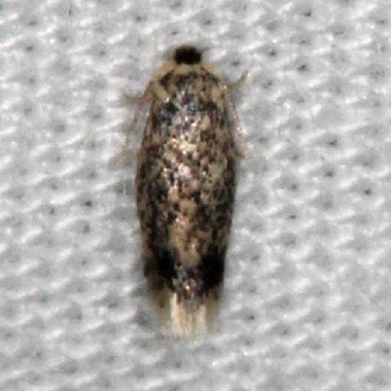 0058.97 Unidentified Ectoedemia Moth yard 7-22-14