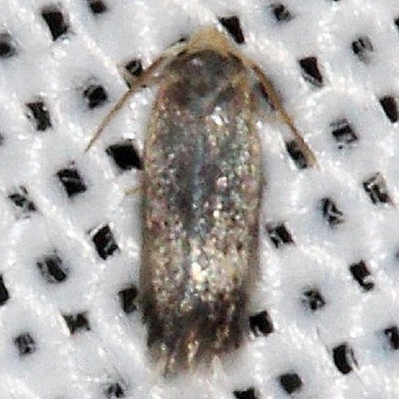 0058.97 Unidentified Ectoedemia Moth Lake of the Woods Ontario 7-21-16 (10a)_opt