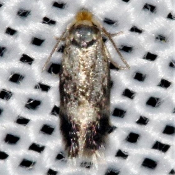 0058.97 Unidentified Ectoedemia Moth Lake of the Woods Ontario 7-21-16 (33a)_opt