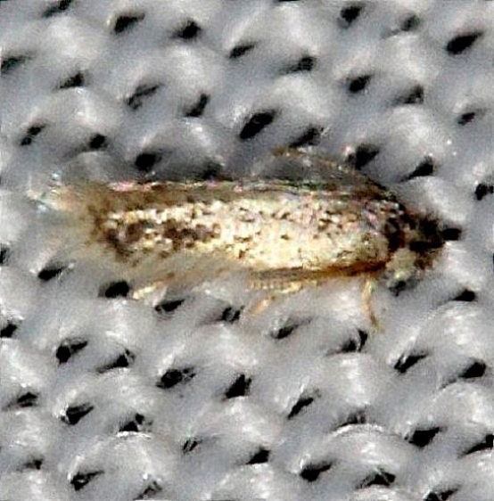 0058.97 Unidentified Ectoedemia Moth NABA Gardens Mission, Texas 11-4-13_opt