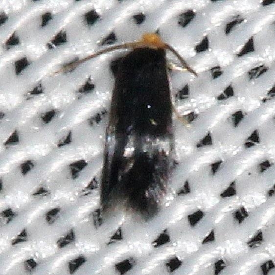 0058.97 Unidentified Ectoedemia Moth yard 9-5-16_opt