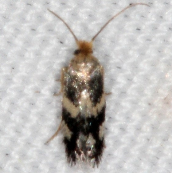 0058.97 Unidentified Ectoedemia Moth Campsite 119 Falcon St Pk Texas 10-25-16_opt