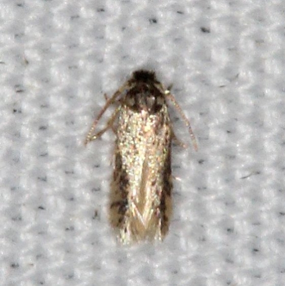 0058.97 Unidentified Ectoedemia Moth Campsite 119 Falcon St Pk Texas 10-27-16_opt