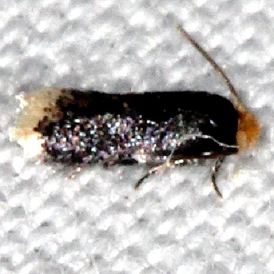 0061 Eomoria hypericella tentative Suwanee River St Pk Fl 9-21-18