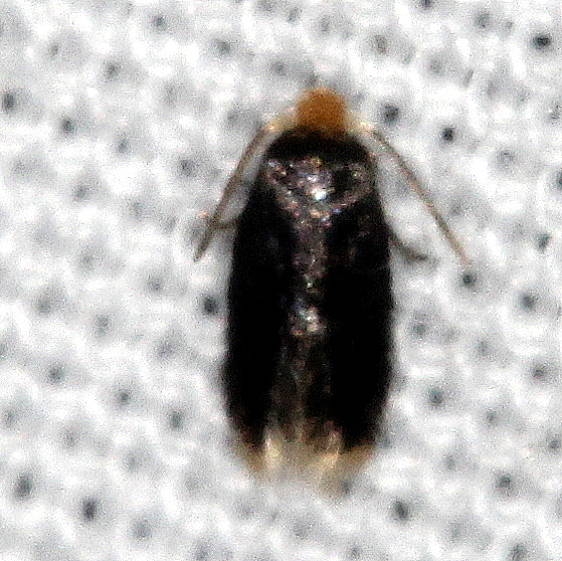 0061-Fomoria-hypericella-tentative-Big-Lagoon-St-Pk-Fl-9-15-18-16_opt