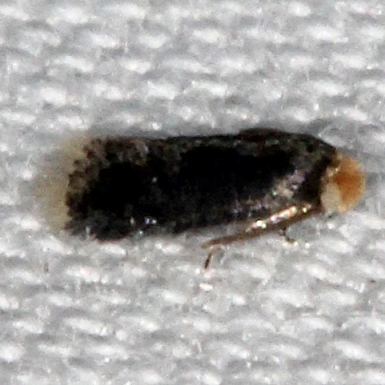 0061-Fomoria-hypericella-tentative-Big-Lagoon-St-Pk-Fl-9-15-18-17_opt