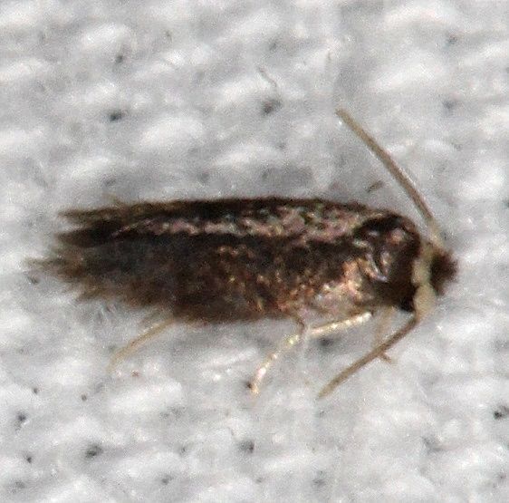 0065 Stigmella minusculella BG tentative Shawnee St Pk cabin10 8-21-19