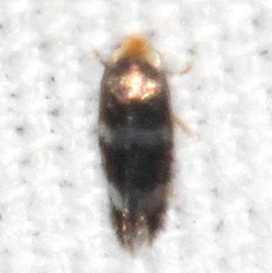 0071 Stigmella ceanothi tentative Warriors Path State Park 9-8-20