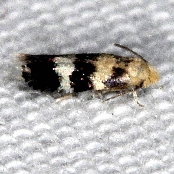0074 Stigmella rhamnicola Carter Caves St Pk Ky 4-23-19