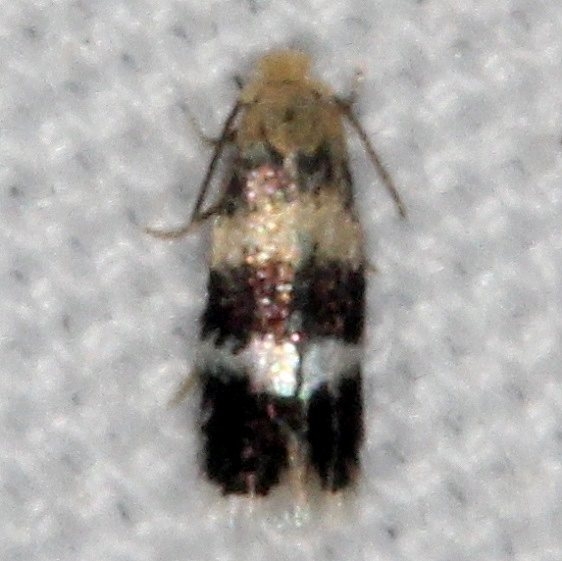 0074 Stigmella rhamnicola yard 9-9-15