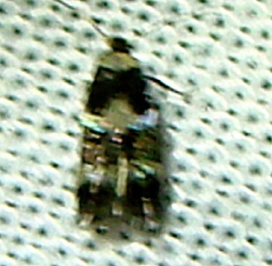 0075 Stigmella diffasciae tentative Anita's yard Orinada Calf 8-23-11_opt