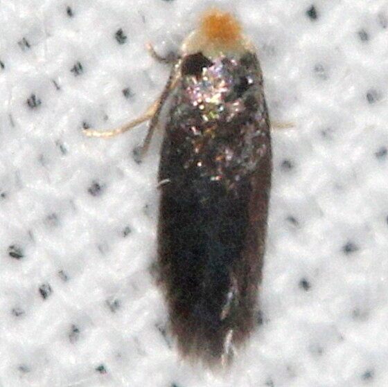 0079 Stigmella slingerlandella BG-Lake Kissimmee St PK Fl 2-28-22